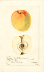 Apples, Cochran (1901)
