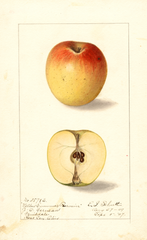 Apples, Yellow Summer Pearmain (1907)