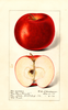Apples, Red Rome Beauty (1915)