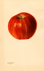 Apples, Red Rome Beauty (1931)