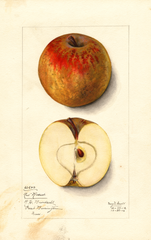 Apples, Red Russet (1912)