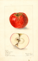 Apples, Red Sour June (1908)