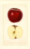 Apples, Red Stayman (1926)