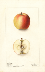 Apples, Red Stetiner (1901)