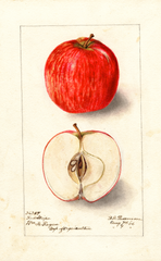 Apples, Red Stripe (1906)