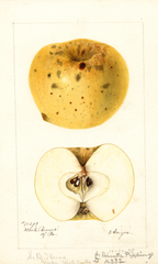 Apples, Reinette Pippin Of Downing (1895)