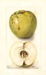 Apples, Rex Pippin (1903)