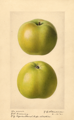 Apples, Rhode Island Greening (1921)