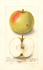 Apples, Rhode Island Greening (1908)
