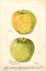 Apples, Rhode Island Greening (1903)
