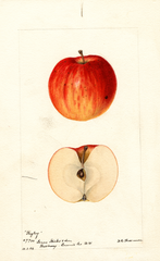 Apples, Regley (1894)