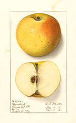 Apples, Regmalard (1912)