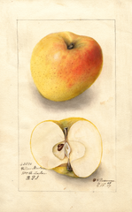Apples, Yellow Newtown (1909)