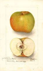 Apples, Yellow Newtown (1908)