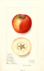 Apples, Winesap (1912)