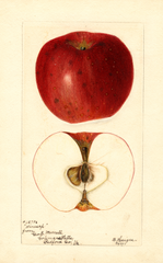 Apples, Winesap (1897)