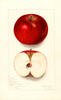 Apples, Winslow (1911)
