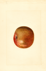 Apples (1911)