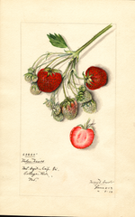 Strawberries, Helen Davis (1913)
