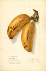 Bananas, Dacca (1906)