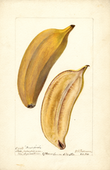 Bananas, Paradise (1900)