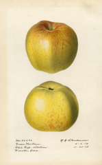 Apples, Green Newtown (1917)