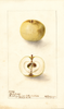 Apples, White June (1904)