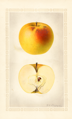 Apples, Winter Mayettin (1925)