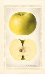 Apples, Winter Vandevere (1923)