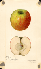 Apples, Winter Vandevere (1921)