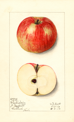 Apples, Winterstein (1913)