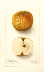 Apples, Wiseman Russet (1908)