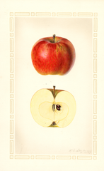 Apples, Wismer (1927)