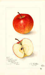 Apples, Wismer (1907)