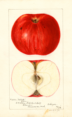 Apples, Wolcott (1896)