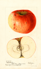 Apples, Wolcott (1896)
