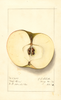 Apples, Wolf River (1912)