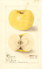 Apples, Woods Favorite (1910)
