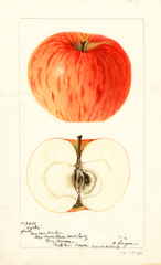 Apples, Wythe (1896)