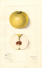 Apples, Xantho (1911)