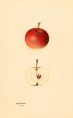 Apples, Kentucky Red (1931)