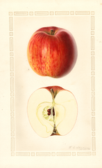 Apples, Sheppards Sweet (1930)