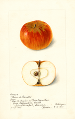 Apples, Reine De Reinette (1900)