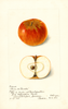 Apples, Reine De Reinette (1900)