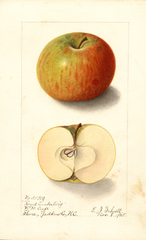 Apples, Royal Limbertwig (1905)