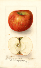 Apples, Royal Limbertwig (1906)
