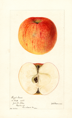 Apples, Royal Sweet (1894)