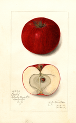Apples, Ruby (1912)