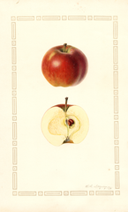 Apples, Ruby (1929)