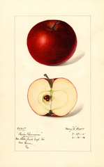 Apples, Ruby Pearmain (1916)